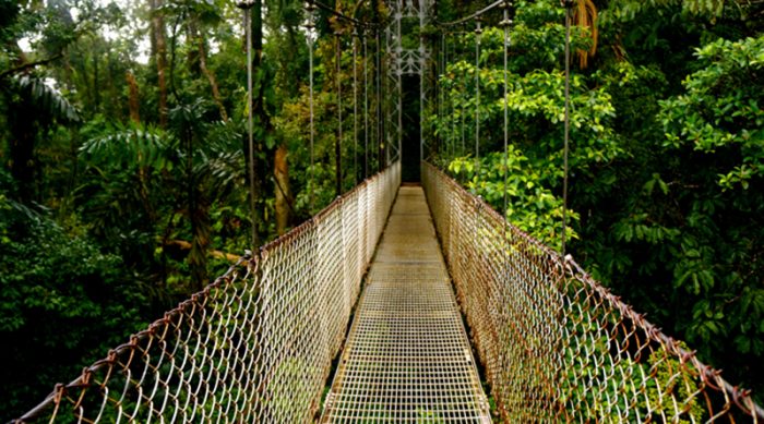 Hanging Bridge
