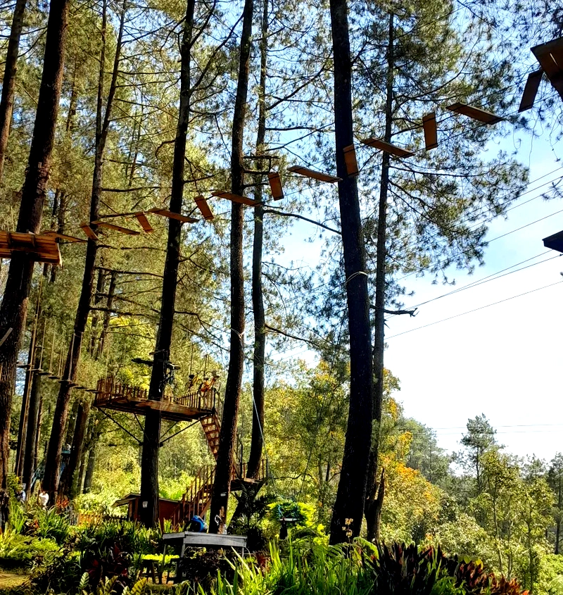 Tempat Outbound hutan pinus pal 16