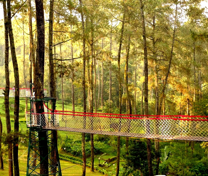 Tempat Outbound orchid forest